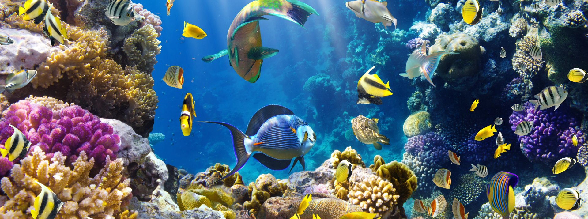 Le Corals