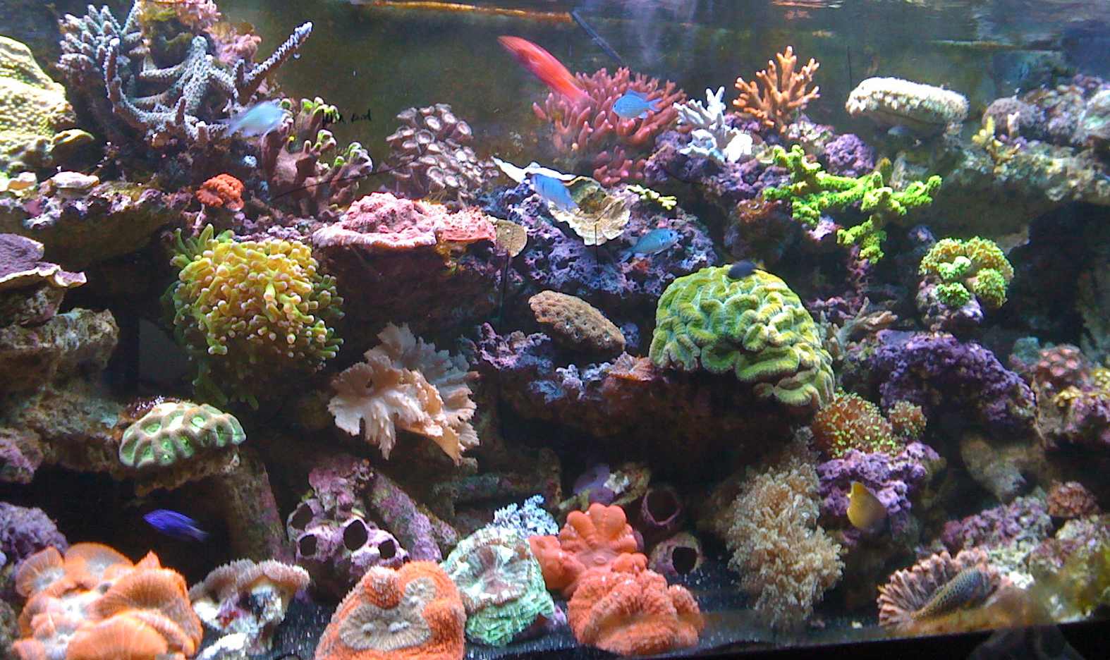 Le Corals