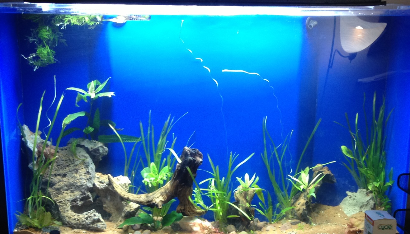 Le Corals