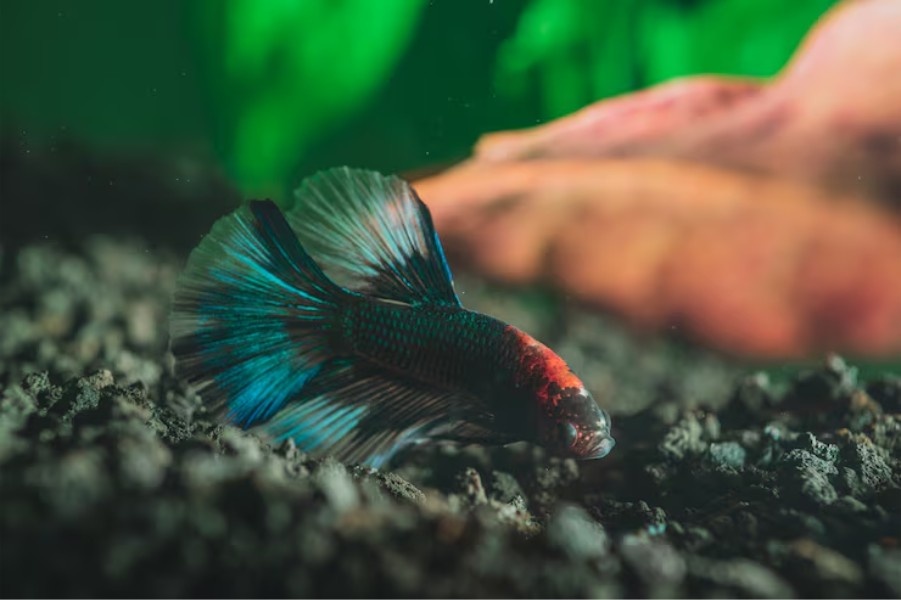 Beginner Aquarium Fish